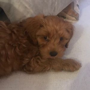 Meet your Posher, Aaron